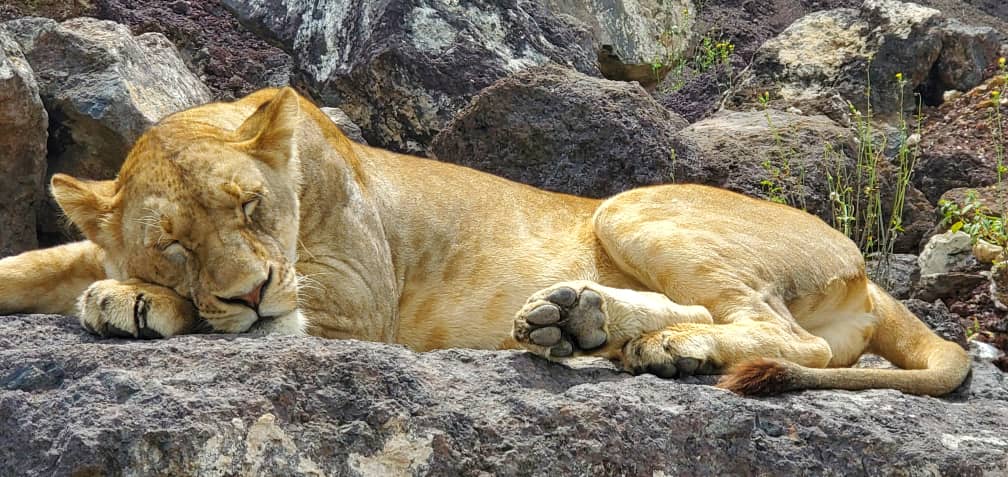 Southern Tanzania Safari Holiday